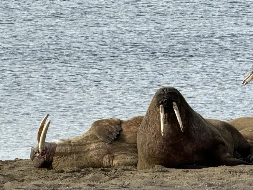 سفر مخفیانه به قطب شمال؛ گشت‌زنی در طبیعت بکر اسوالبارد
