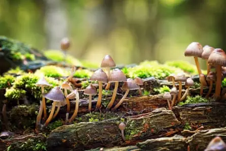 Fungi and moss in a forest