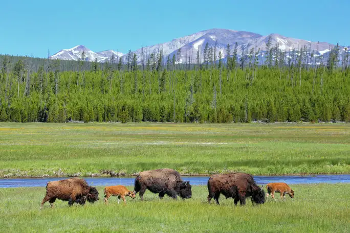 Wild bison grazing at Yellowstone National Park, Wyoming.