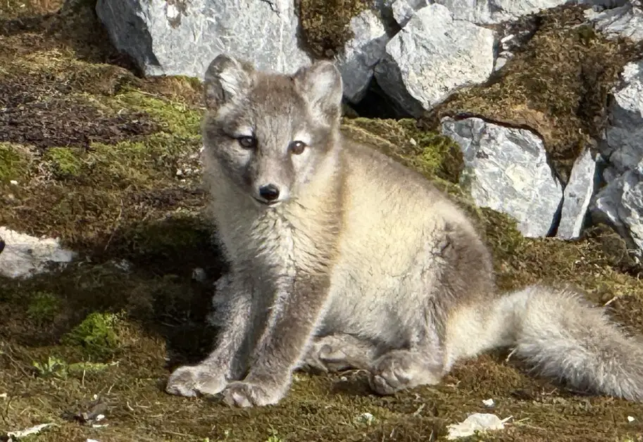 سفر مخفیانه به قطب شمال؛ گشت‌زنی در طبیعت بکر اسوالبارد