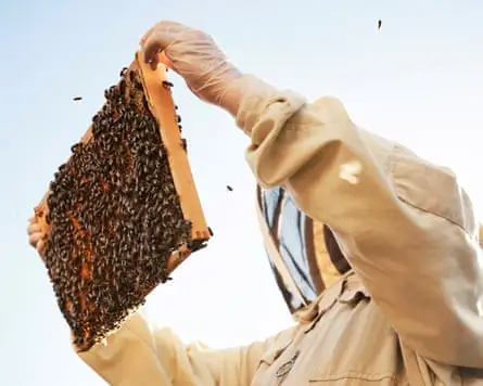 Bee keeper inspecting his hives