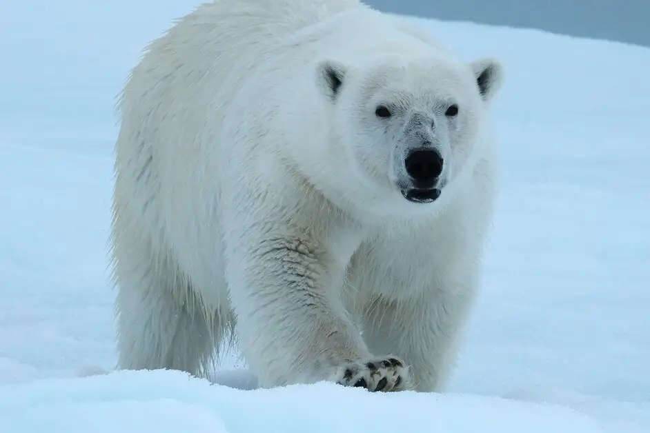 سفر مخفیانه به قطب شمال؛ گشت‌زنی در طبیعت بکر اسوالبارد